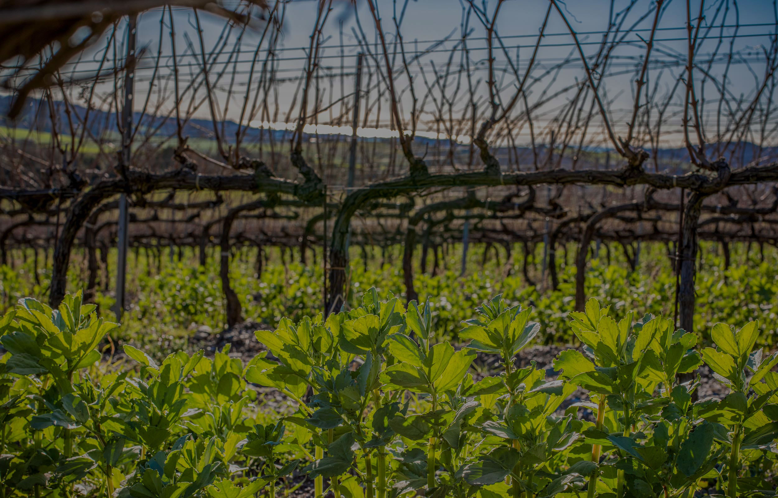 Azienda Vinicola Gianni Moscardini